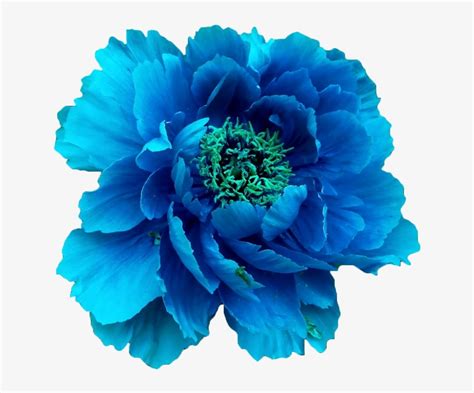 Blue Peony Blue Flower Without Background Free Transparent Png