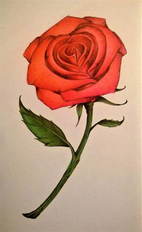 Derrick The Artist Red Rose Drawing Flower Drawing Color Flower Drawing