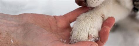 Proper Paw Care How To Treat And Prevent Cracked Dog Paws Vetericyn