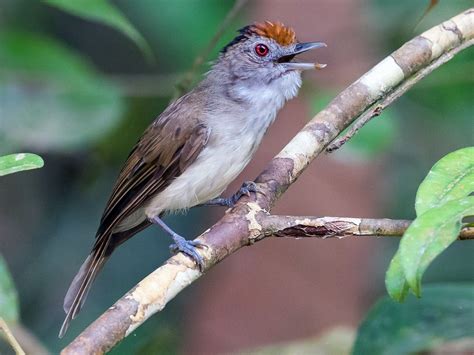 Rufous Crowned Babbler Ebird