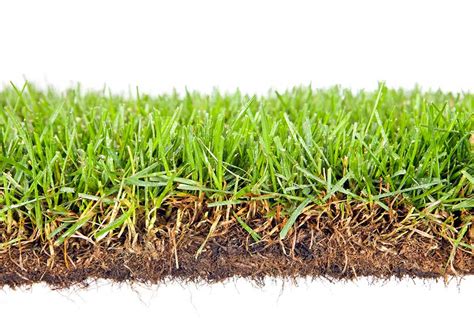 Thatch is the layer of dead stems and roots that forms above the surface of the soil.thatch can be good or bad for your lawn depending on how much is present. Why, When and How to Dethatch Your Lawn