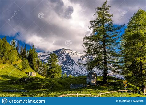 Pine Trees In Fields In Alp Mountains Martigny Combe Martigny Wallis