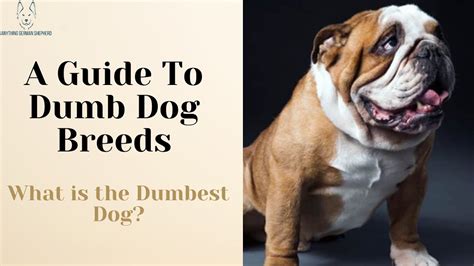 A Guide To Dumb Dog Breeds What Is The Dumbest Dog Youtube