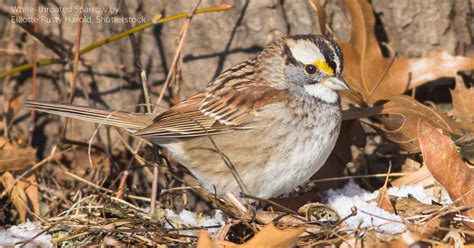 White Throated Sparrow American Bird Conservancy