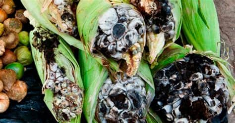 De esta manera, se puede conseguir un interesante y nutritivo reemplazo a un precio muy módico. ¿Qué y cómo se usa el huitlacoche? | CM Abastos