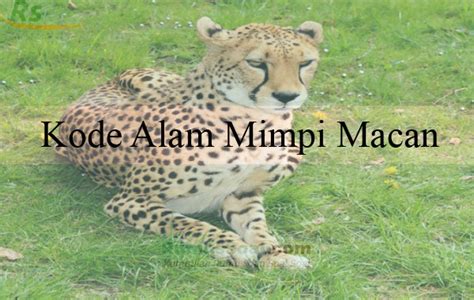 mimpi ketemu macan