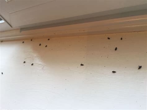 21 Glamour Small Black Flies In Bathroom Home Decoration Style And