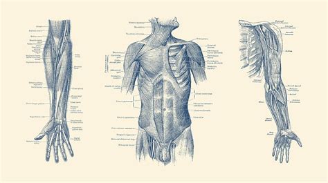Maybe you would like to learn more about one of these? Male Upper Body Muscular System - Multi-View - Vintage Anatomy Drawing by Vintage Anatomy Prints