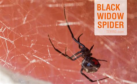 The female is shiny black and has a round abdomen with a red hourglass pattern on its underside. How to ID Spiders by Their Webs