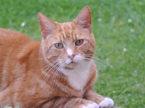 Ginger Poser Photograph By Lynne Iddon Fine Art America