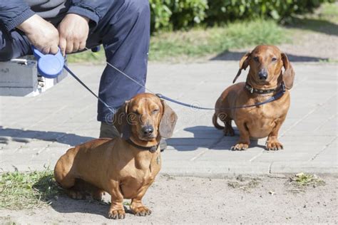 Two Dachshunds On A Lead With The Owner Stock Image Image Of