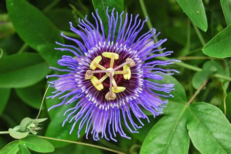 Benefits Of Passion Flower Passiflora Incarnata For Health Tips