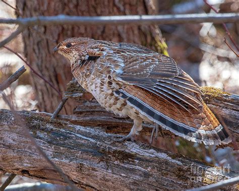 Tail Feather Stretch Ruffed Grouse Photograph By Timothy Flanigan