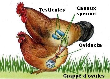Anatomie De La Poule Et Du Coq Mieux Comprendre