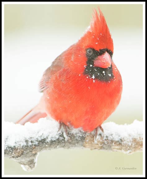 Male Cardinal On A Snow Covered Tree Branch Photograph By A Macarthur