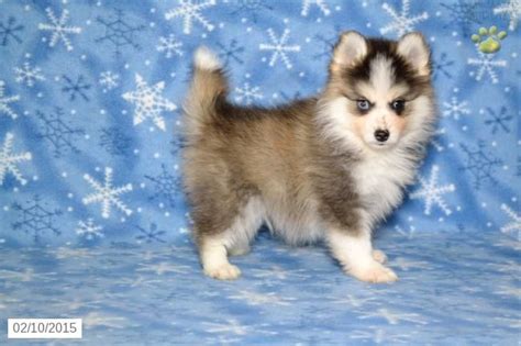 Adopt a alaskan malamute puppy today! Pomsky Puppy for Sale in Ohio this puppy sold for 5,000.00 ...