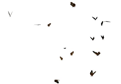 Swarm Of Postman Butterflies By Madetobeunique On Deviantart