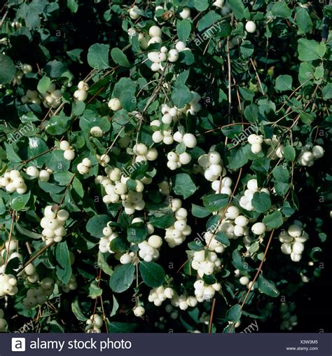 Snowberry High Resolution Stock Photography And Images Alamy