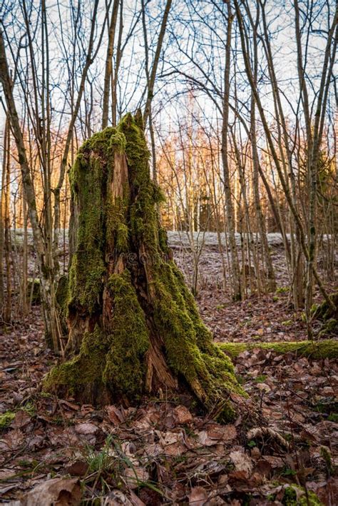 The Stump Of A Naturally Fallen Tree Is Overgrown With Green Lush