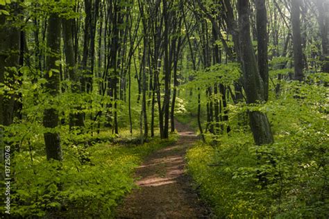 Peaceful Forest Path Kaufen Sie Dieses Foto Und Finden Sie ähnliche
