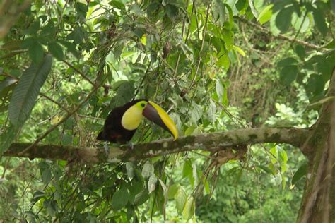 La Fortuna Bird Watching Tour With Naturalist Guide In Costa Rica
