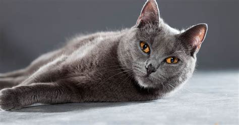 15 Gorgeous Grey Cat Breeds That Will Steal Your Heart