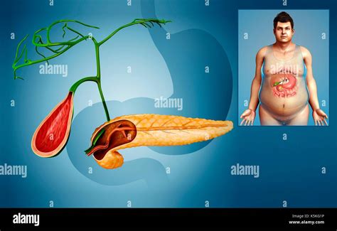 Human Gallbladder And Pancreas Anatomy High Resolution Stock