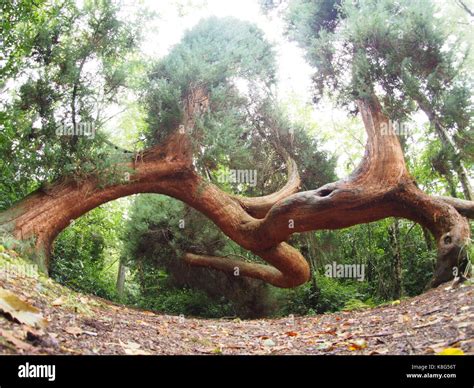 Twisted Pine In The Castle Gardens Stock Photo Alamy