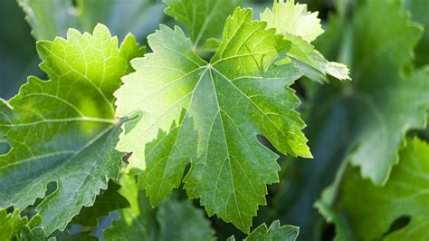 Grape Leaves Delicious And Super Healthy