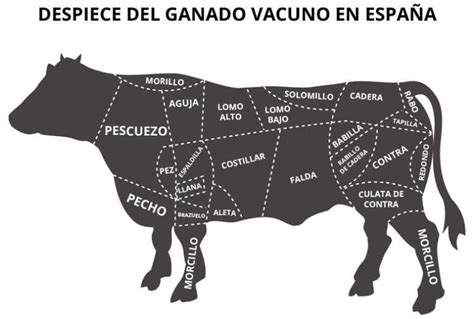 Partes De La Vaca Infografía De Las Piezas De Corte Del Ganado Vacuno
