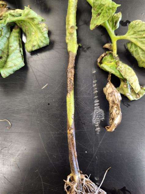Collar Rot And Alternaria Stem Rot Of Tomato — Plant And Pest Advisory