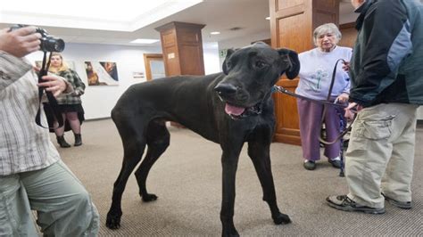 Goodbye To A Giant Zeus Worlds Tallest Dog Dies