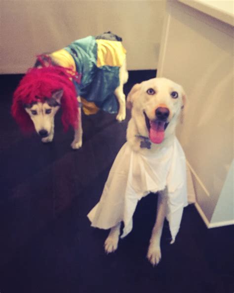 Zero And Sally Dog Costumes Dog Costumes Labrador Retriever Dogs