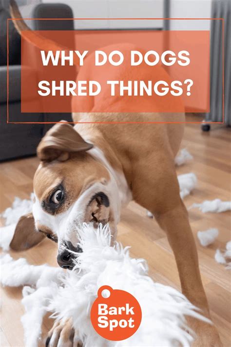 Why Do Dogs Shred Things Barkspot Dog Behavior Dog Blog Dog Facts