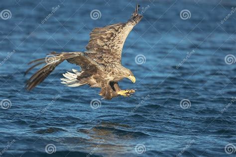 Hunting Eagle Attacking Prey Stock Photo Image Of Animal Hunting