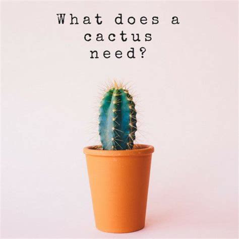 You shouldn't treat your indoor cactus plant like any other houseplant. How Often Do You Water a Cactus? | Cactus flower, Indoor ...