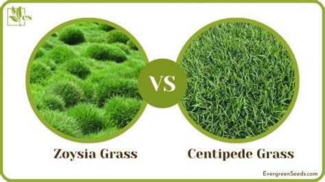 Zoysia Vs Centipede Grass Major Differences You Wish You Knew Before