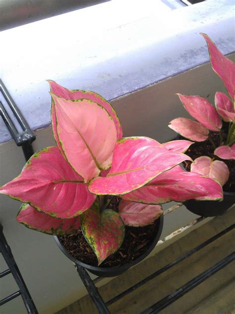 Aglaonema Chinese Evergreen Pink Anyamanee Growing Plants Indoors