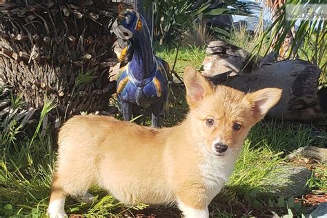 Call us for your needs or wishes for a new pet. Willow: Corgi puppy for sale near San Diego, California ...