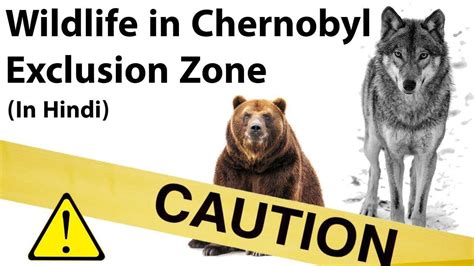 Wildlife Thriving In Chernobyl Exclusion Zone What Is Ecological