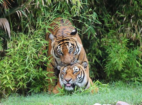 Mating Tigers Tiger Photo Panthera