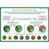 HE1545255 - wildgoose Classifying Plants Poster | Findel Education