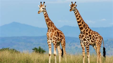 Fossils Reveal How The Giraffe Got Its Long Neck