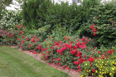 Check spelling or type a new query. ROSA FLOWER CARPET SCARLET | Oceanview Home and Garden