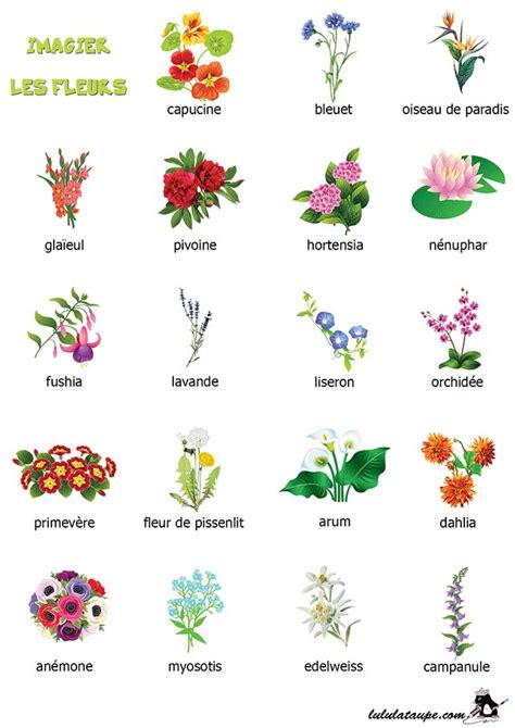 Noms Des Fleurs En Francais L Atelier Des Fleurs