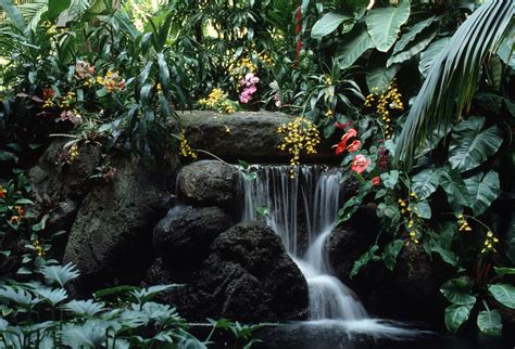 A Small Waterfall Surrounded By Tropical Plants And Flowers