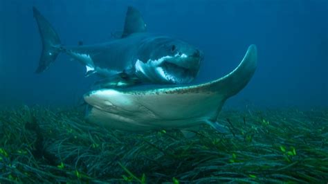 Ocean Floor Diving Rodney Fox Shark Expeditions We Know Sharks