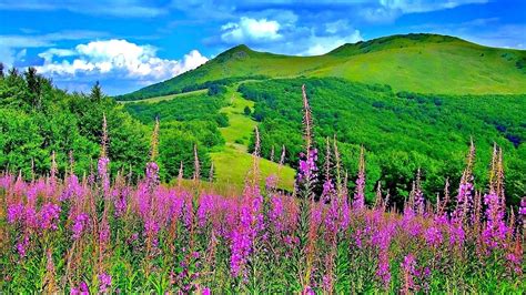 Green Mountain Flowers Trees Nature