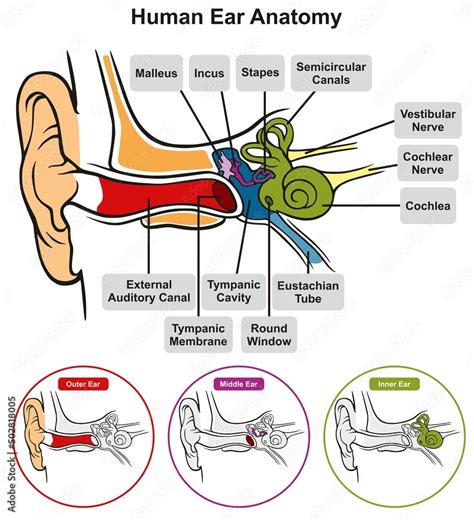 Human Ear Anatomy Infographic Diagram Structure Of Inner Middle And