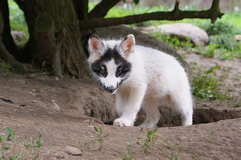 Silver Fox Babies Love To Lounge Zooborns